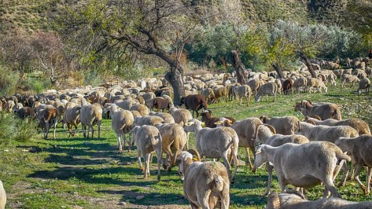 Assicurazione bestiame malattie adesione 2022