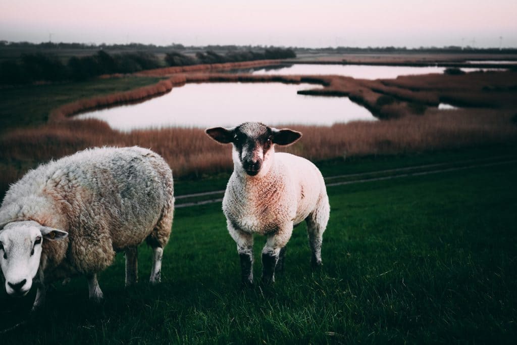 assicurazione allevamento ovini
